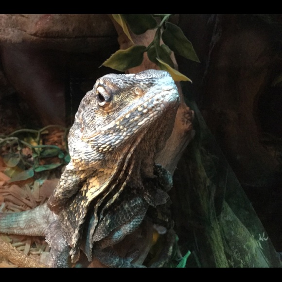 Meet your Posher, Dennis - Picture 1 of 8